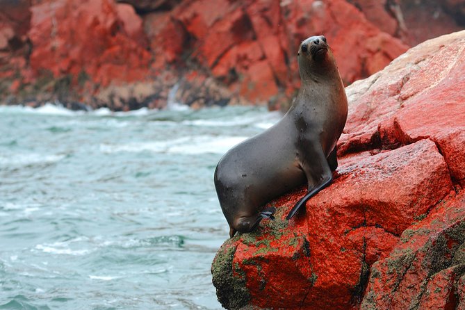 The Ballestas Islands Tour & Paracas National Reserve - From Lima - Cancellation Policy