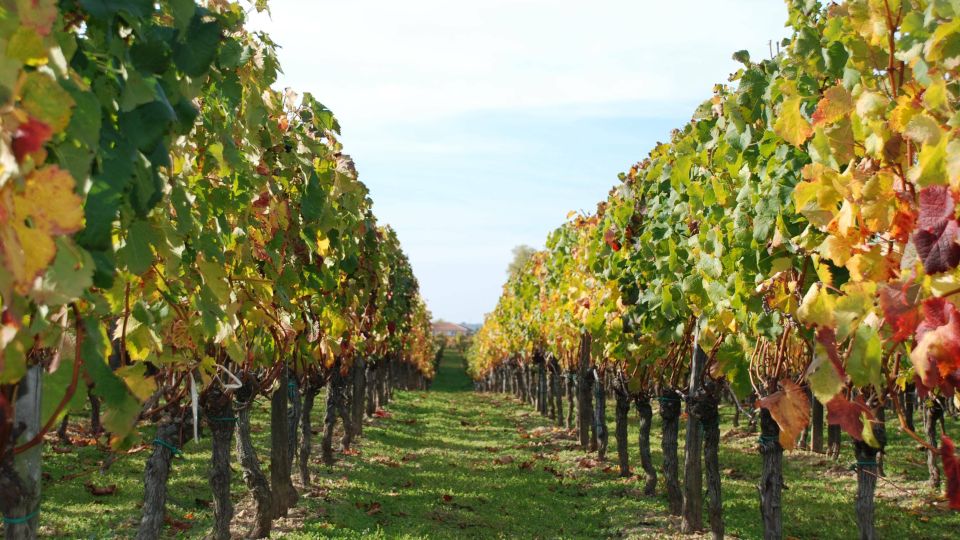 The Penedès: Cava Winery Small Group Tour - Cava Production Insights