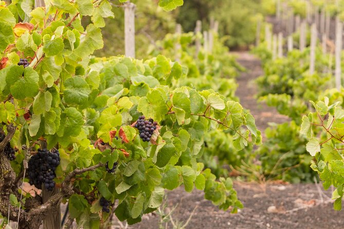 The Single Vineyard Estate, Visit and Tasting at the Winery - Booking a Visit and Tasting