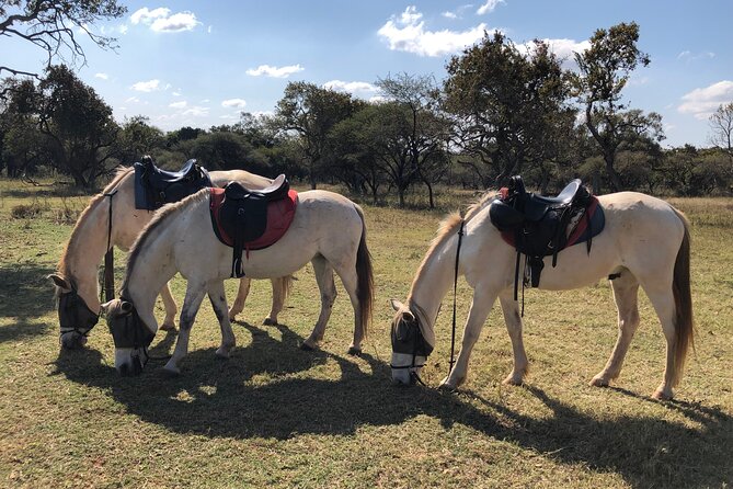 Thrilling Joburg Horseback Safari & Sky-High Cable Car Adventure - Activity Overview