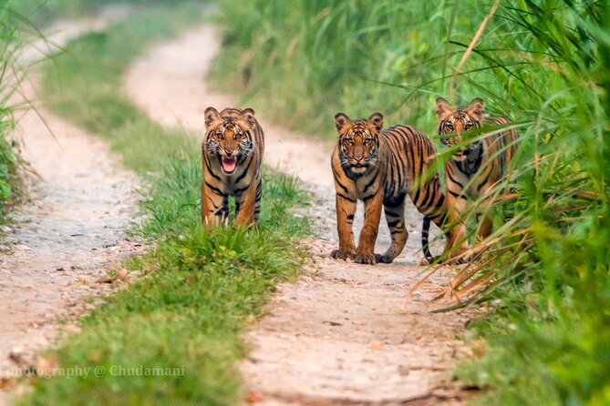 Tiger Tracking Nepal (Chitwan National Park) - Operator Details for the Activity