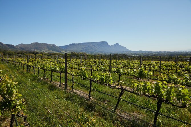 Top 3 Cape Town Wineries Half Day Private Tour - Common questions