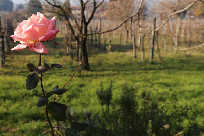 Truffle Hunt & Bio Lunch in Assisi - Cancellation Policy