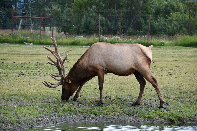 Turnagain Arm Sightseeing Experience and Wildlife Tour - Guides Expertise