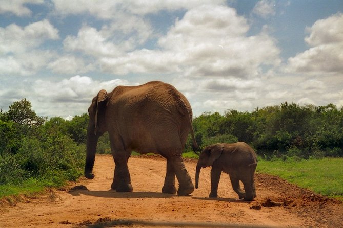 Ultimate Elephant Sanctuary Tour - Elephant Interaction Experience