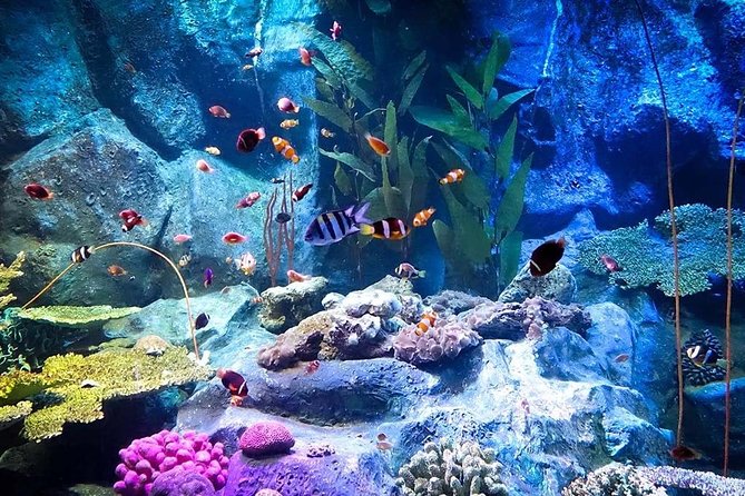 Underwater World at Pattaya Admission Ticket With Return Transfer - Cancellation Policy Overview