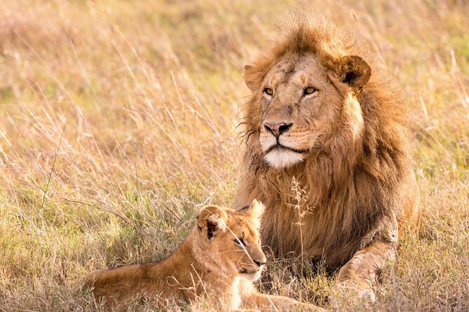 Unforgettable Lion Safari Adventure From Johannesburg - Wildlife Safari Drive