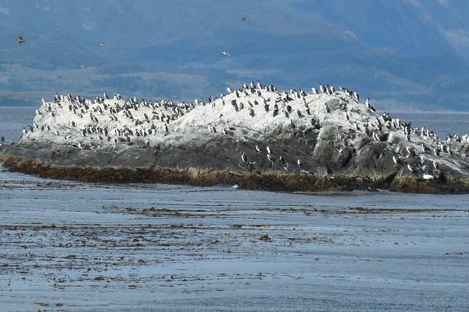 Ushuaia: Beagle Channel Navigation to the Pingüinera - Sail to Isla Martillo for Penguins