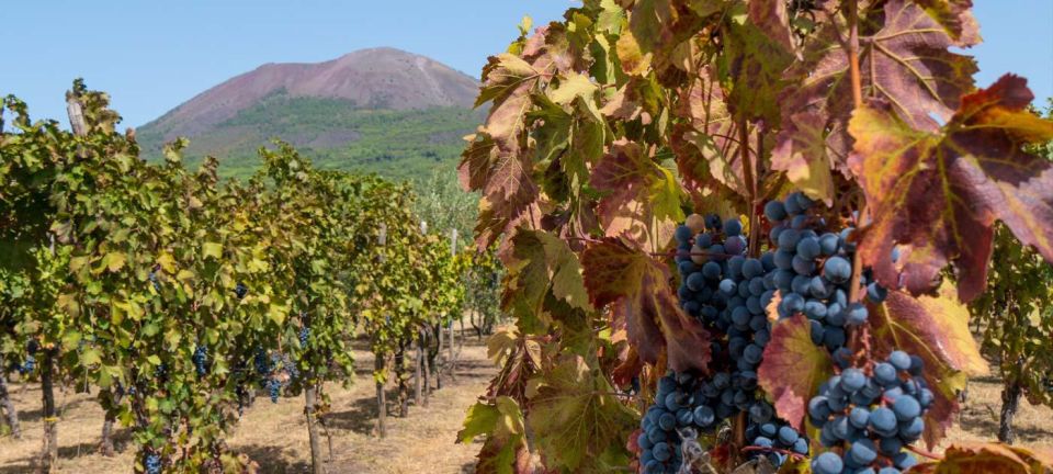 Vesuvius Valley and Pompeii With Wine Taste and Lunch by Van - Itinerary