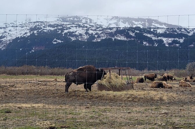 VIP Tour From Anchorage to Alaska Wildlife Conservation Center - Transportation Details