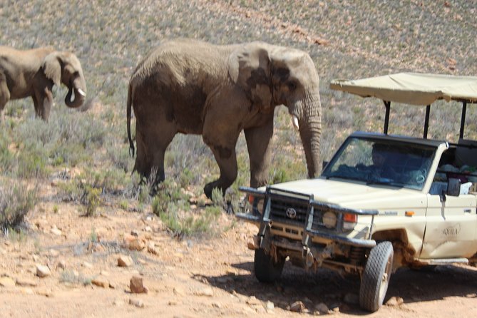 Visit African Big 5 Safari Aquila Game Reserve From Cape Town - Full Day - Customer Reviews and Ratings