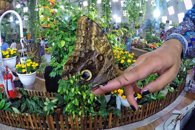 Visit Butterfly Garden in Dubai - Visitor Experience and Facilities