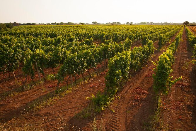 Visit to a Winery in Salento With Wine Tasting and Light Lunch. From Lecce - Group Dynamics Impact