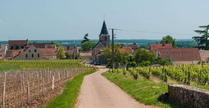 Vosne-Romanée: Private Vineyards Walking Tour With Tasting - Tour Highlights