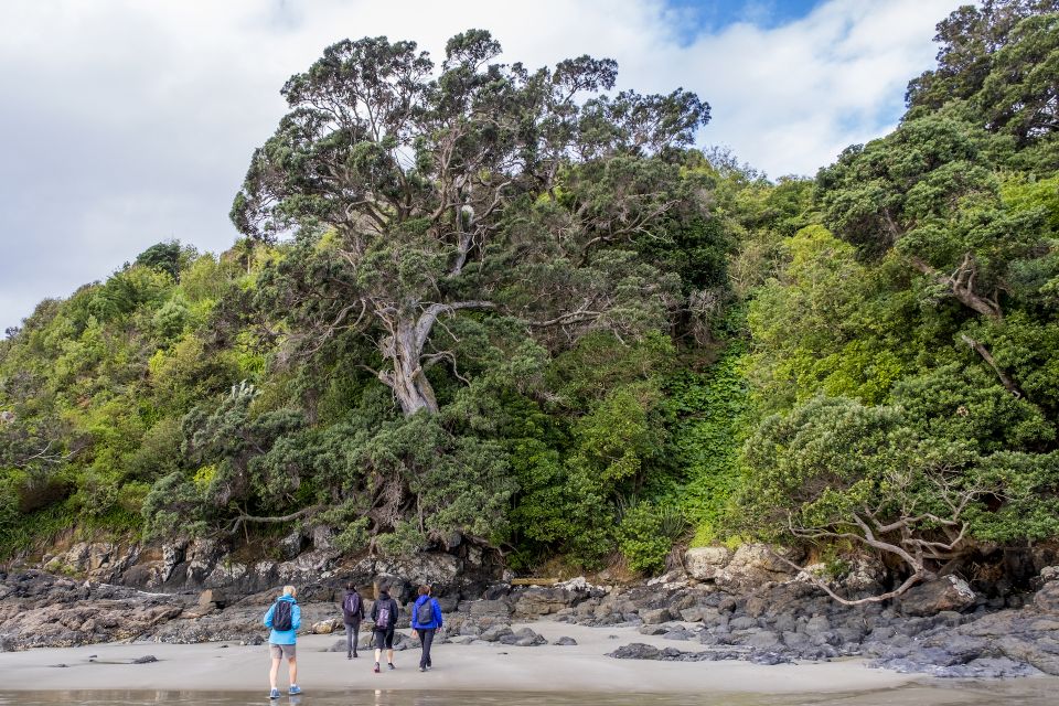 Waiheke Island: Forest and Beach Premium Guided Walk - Tour Description