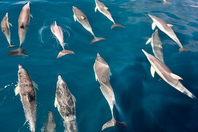 Walk and Dolphin Watching in Fuengirola 1 Drink - Additional Information