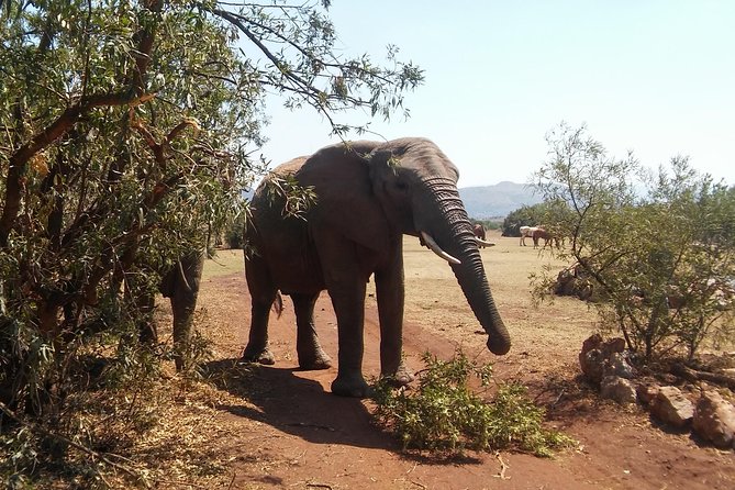 Walk With Elephants in Their Natural Environment - Cancellation Policy Details