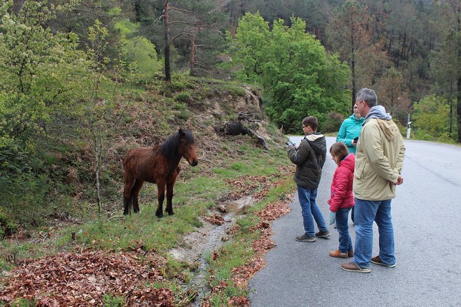 Waterfalls, Heritage and Nature in Gerês Park - From Porto - Wildlife Encounters and Nature Activities