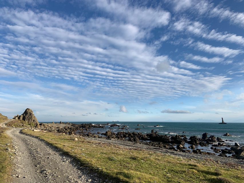 Wellington: Half Day Seal Coast Safari - Tour Highlights