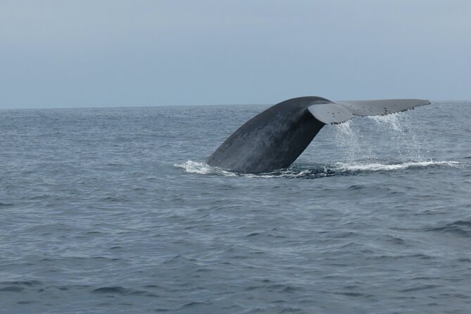 Whale and Dolphin Watching in San Diego - Cancellation Policy