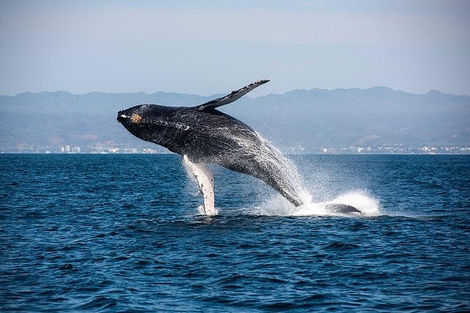 Whale and Dolphin Watching With a Biologist in Puerto Vallarta - Tour Highlights