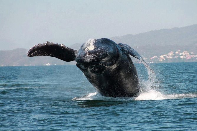 Whale & Dolphin Watching Cruise in Puerto Vallarta All Inclusive - Traveler Feedback