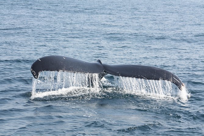 Whale Encounter Puerto Vallarta - Customer Experience