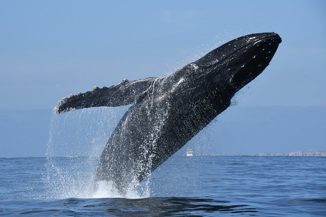 Whale Research Adventure - Leaded by Marine Biologist. - Inclusions and Services Provided