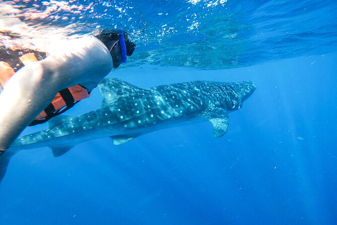 Whale Shark Adventure in Isla Mujeres and Cancun - Customer Feedback
