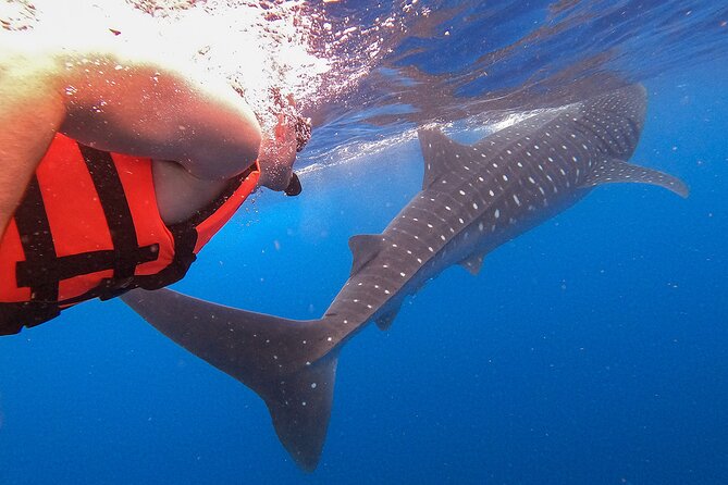 Whale Shark and Snorkeling Adventure From Isla Holbox - Expectations and Itinerary