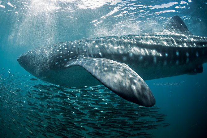 Whale Shark Swimming and Isla Mujeres Beach Tour - COVID-19 Safety Measures