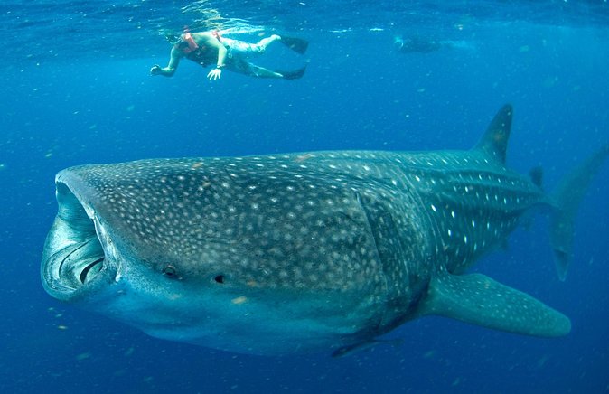 Whale Sharks Small-Group Tour in Cancun and Riviera Maya - Logistics