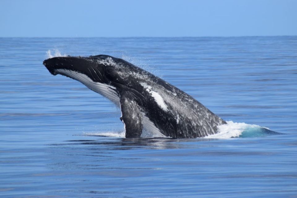 Whale Watching Cruise From Busselton, Augusta or Dunsborough - Notable Features