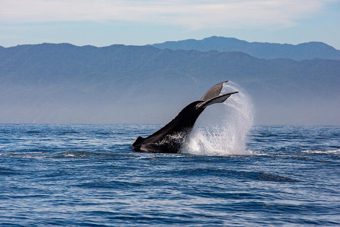 Whale Watching Cruise In Puerto Vallarta & Nuevo Vallarta - Cruise Experience Details