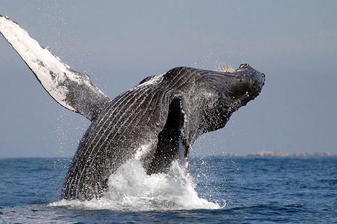 Whale Watching in Cabo San Lucas: Sightseeing Cruise and Shopping - Logistics and Pickup Information
