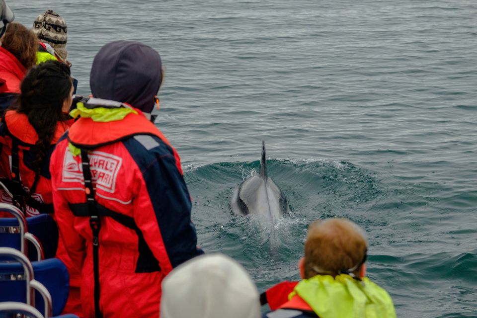 Whale Watching in Reykjavik by Speedboat - Highlights of the Tour