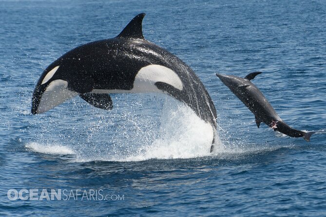 Whale Watching Monterey Bay Semi-Private Limited to 6 People Max - Availability and Booking