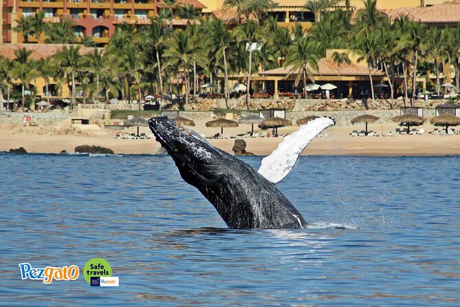 Whale Watching Tour in Los Cabos - Preparation Tips