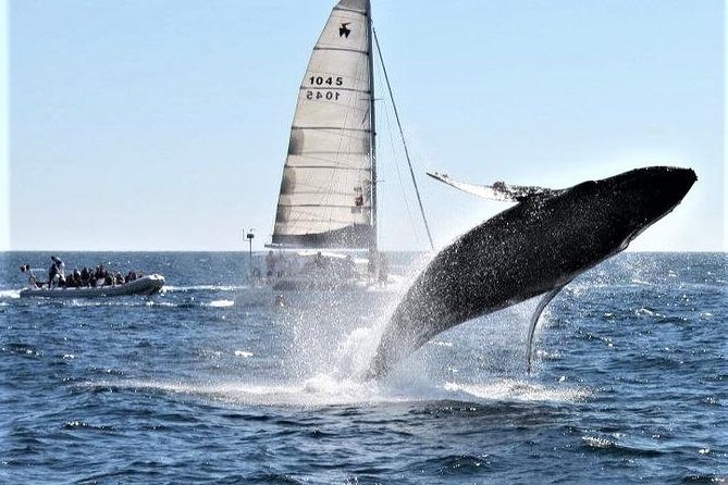 Whale Watching Tour in Los Cabos - Unforgettable Tour Highlights