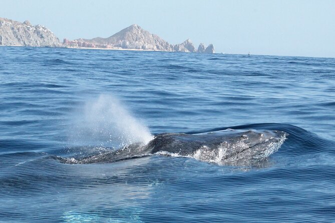 Whale Watching Zodiac in Cabo San Lucas With Comp Transportation - Tour Requirements and Restrictions