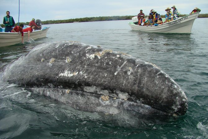 Whales Tour From La Paz - Cancellation Policy