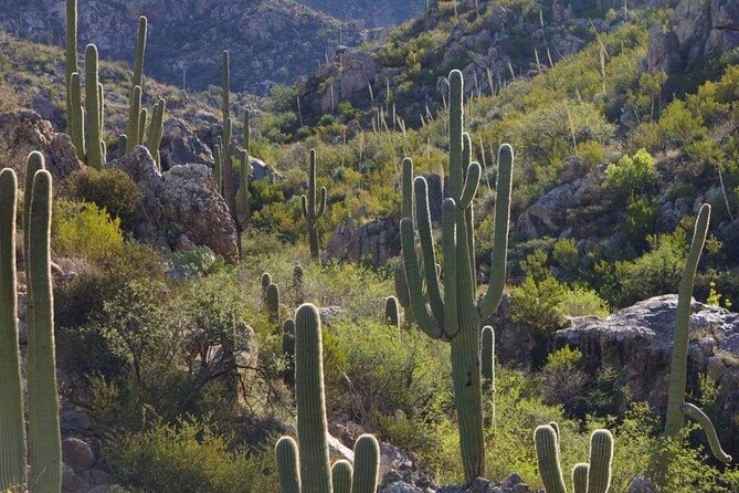 When Nature Calls - Exploring the Sonoran Desert - Terms and Conditions