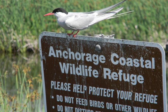 Whittier to Anchorage Cruise Transfer and Private Tour - Tour Highlights