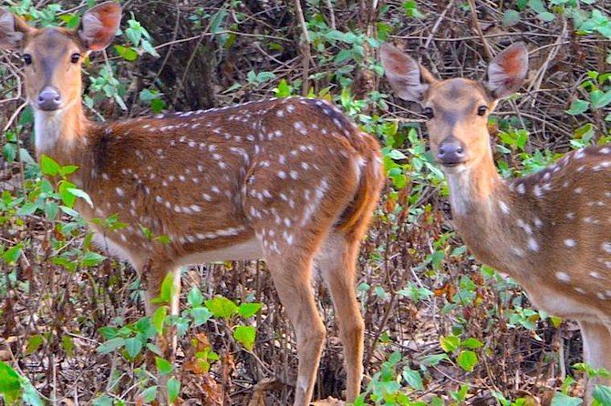 Wild Life Tour in Chennai With Guide and Private Car - Booking Information