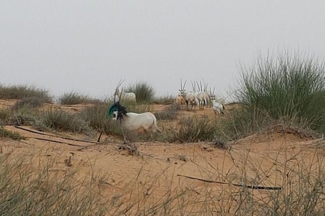 Wildlife Desert Safari Tour Dubai - Important Information