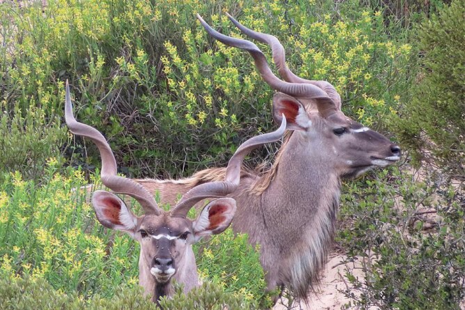 Wildlife Safari, Olive, Beer and Wine Tasting Day Tour From Cape Town - Wildlife Reserve Visit
