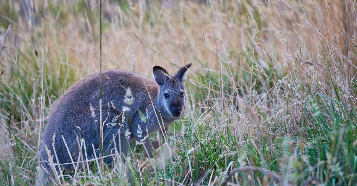 Wildlife Wonders: Great Ocean Road Dawn Discovery Tour - Inclusions