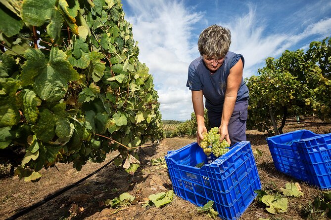 Wine and Petiscos Tasting Experience in A Guarda - Viator Help Center and Directions