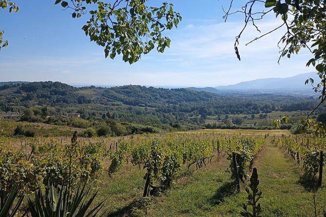 Wine Tour in the Countryside of Lucca With Lunch - With Minivan - Customer Reviews and Ratings