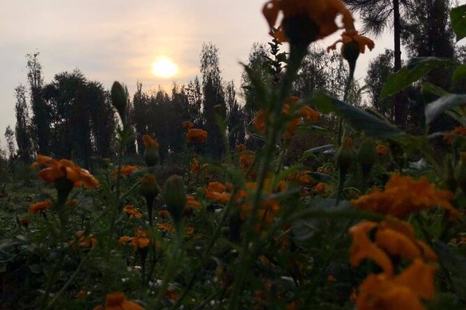 Xochimilco Sunrise From Mexico - Things to Do at Xochimilco